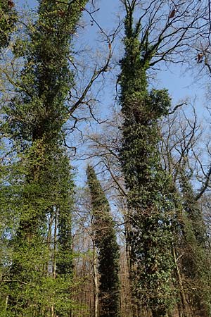 Hedera helix \ Efeu / Ivy, D Bensheim 7.4.2018