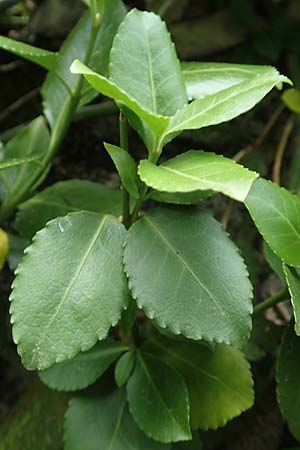 Euonymus fortunei \ Kletter-Spindelstrauch, Kriechspindel-Pfaffenh�tchen / Fortune's Spindle, D Hagen 21.5.2018
