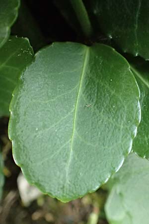 Euonymus fortunei \ Kletter-Spindelstrauch, Kriechspindel-Pfaffenh�tchen / Fortune's Spindle, D Hagen 21.5.2018