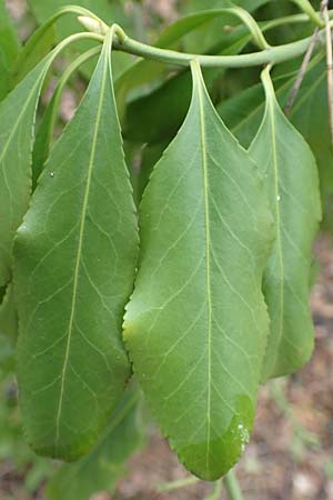 Euonymus fortunei \ Kletter-Spindelstrauch, Kriechspindel-Pfaffenh�tchen / Fortune's Spindle, D Mannheim 11.2.2019