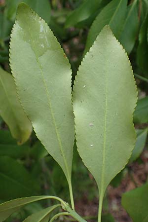 Euonymus fortunei \ Kletter-Spindelstrauch, Kriechspindel-Pfaffenh�tchen / Fortune's Spindle, D Mannheim 11.2.2019