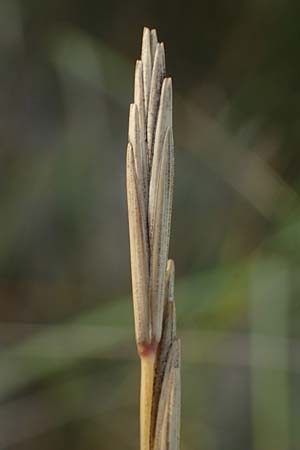 Elymus farctus \ Binsen-Quecke, Strandweizen / Sand Couch, See Wheat, D Sierksdorf-Haffkrug 12.9.2021