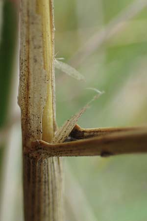 Elymus farctus \ Binsen-Quecke, Strandweizen / Sand Couch, See Wheat, D Sierksdorf-Haffkrug 12.9.2021