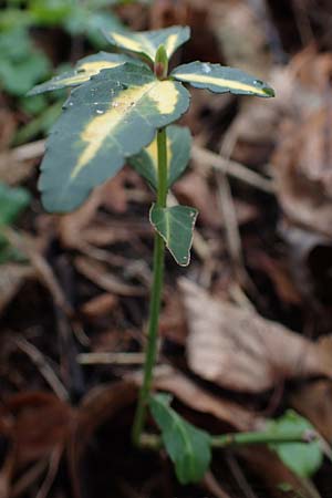 Euonymus fortunei \ Kletter-Spindelstrauch, Kriechspindel-Pfaffenh�tchen / Fortune's Spindle, D Mannheim 21.2.2022