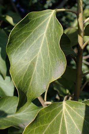 Hedera helix \ Efeu / Ivy, D Bockenheim 23.3.2022