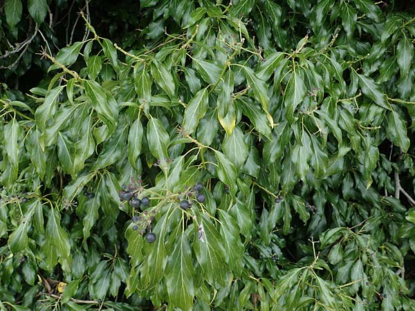 Hedera helix \ Efeu / Ivy, D Kallstadt 12.4.2022
