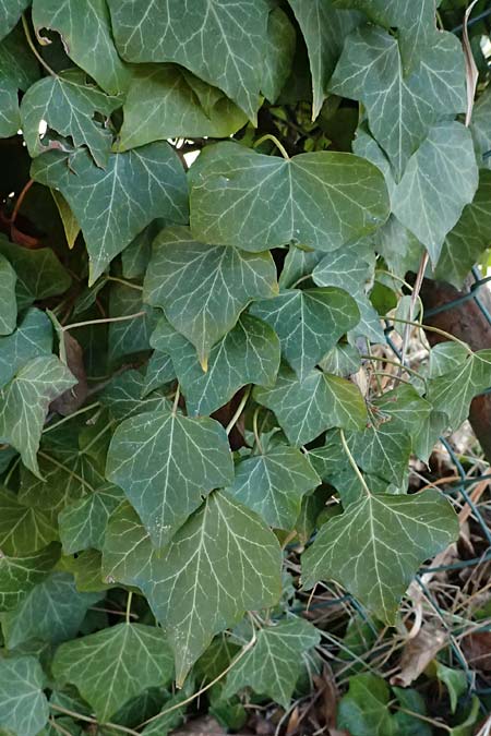 Hedera helix \ Efeu / Ivy, D Bad D&uuml;rkheim 23.2.2025