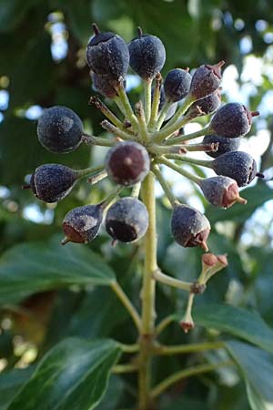 Hedera helix \ Efeu / Ivy, D Bad D&uuml;rkheim 23.2.2025