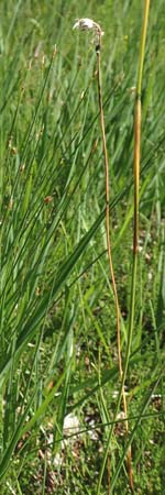 Eriophorum vaginatum \ Scheiden-Wollgras / Hare's-Tail Cotton Grass, D Pfronten 28.6.2016