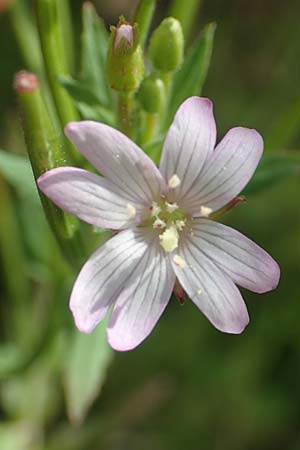 Epilobium glandulosum \ Alaska-Weidenr�schen / Northern Willowherb, D Monschau-Kalterherberg 27.7.2020