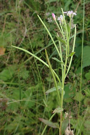 Epilobium glandulosum \ Alaska-Weidenr�schen / Northern Willowherb, D Monschau-Kalterherberg 27.7.2020