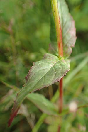 Epilobium glandulosum \ Alaska-Weidenr�schen / Northern Willowherb, D Monschau-Kalterherberg 27.7.2020