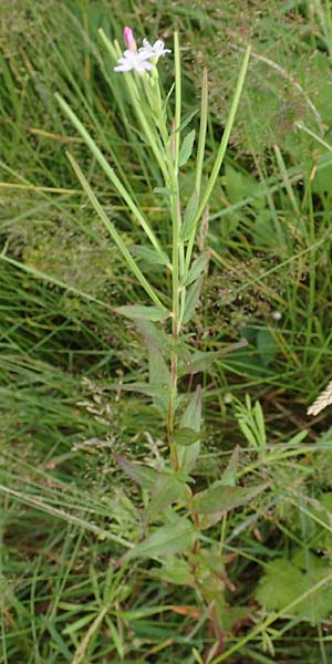 Epilobium glandulosum \ Alaska-Weidenr�schen / Northern Willowherb, D Monschau-Kalterherberg 27.7.2020