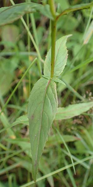 Epilobium glandulosum \ Alaska-Weidenr�schen / Northern Willowherb, D Monschau-Kalterherberg 27.7.2020