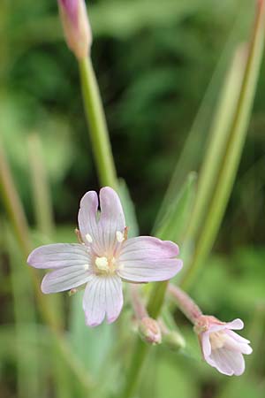 Epilobium glandulosum \ Alaska-Weidenr�schen / Northern Willowherb, D Monschau-Kalterherberg 27.7.2020