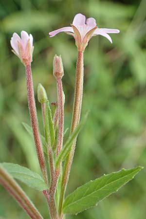Epilobium glandulosum \ Alaska-Weidenr�schen / Northern Willowherb, D Monschau-Kalterherberg 27.7.2020