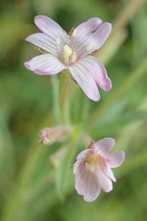 Epilobium glandulosum \ Alaska-Weidenr�schen / Northern Willowherb, D Monschau-Kalterherberg 27.7.2020