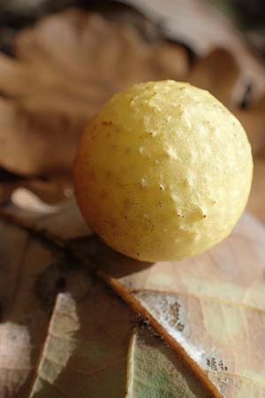 Quercus robur \ Stiel-Eiche / Common Oak, D Odenwald, Ursenbach 4.11.2020