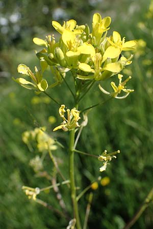 Erucastrum gallicum \ Franz�sische Hundsrauke / Hairy Rocket, D Kehl 1.6.2021