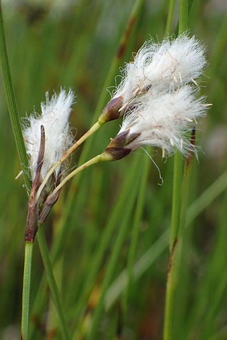 Eriophorum gracile \ Schlankes Wollgras / Slender Cotton Grass, D  20.5.2023