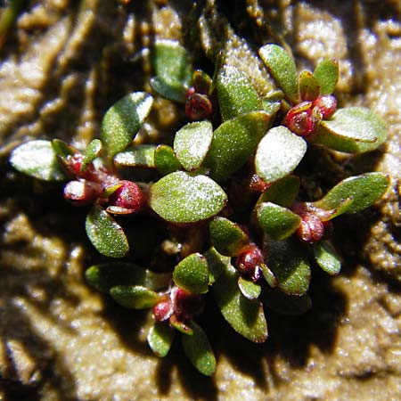 Elatine hexandra \ Sechsm�nniger T�nnel / Six-Stamen Waterwort, D Schwarzenborn 31.5.2014