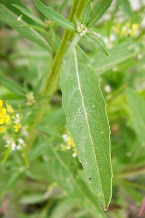 Erysimum virgatum \ Steifer Sch�terich / Hawkweed-Leaved Treacle Mustard, D Eching 25.7.2015