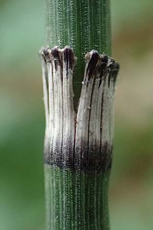 Equisetum hyemale \ Winter-Schachtelhalm / Rough Horsetail, Dutch Rush, D Darmstadt 15.7.2017