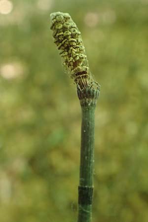 Equisetum hyemale \ Winter-Schachtelhalm / Rough Horsetail, Dutch Rush, D Darmstadt 7.5.2018