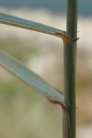 Elymus hispidus \ Graugr�ne Quecke / Intermediate Wheatgrass, D Philippsburg 7.7.2018