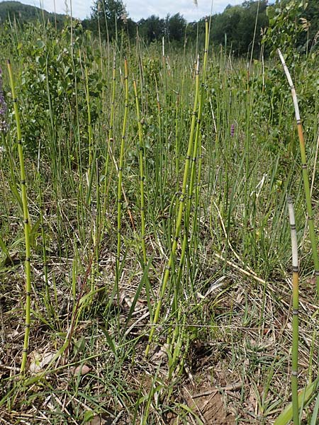 Equisetum hyemale subsp. affine \ Riesen-Winter-Schachtelhalm, D Hagen 14.6.2019