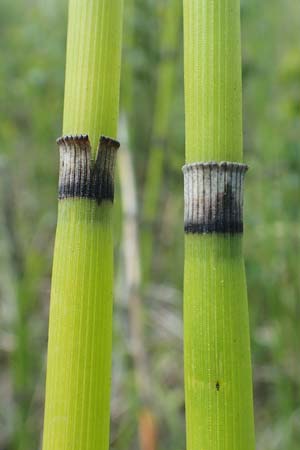 Equisetum hyemale subsp. affine \ Riesen-Winter-Schachtelhalm, D Hagen 14.6.2019