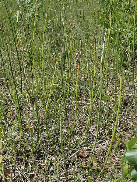 Equisetum hyemale subsp. affine \ Riesen-Winter-Schachtelhalm, D Hagen 14.6.2019