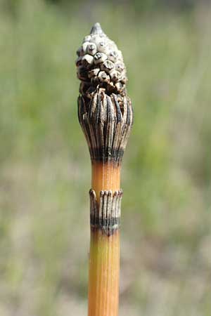 Equisetum hyemale subsp. affine \ Riesen-Winter-Schachtelhalm, D Hagen 14.6.2019