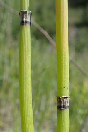 Equisetum hyemale subsp. affine \ Riesen-Winter-Schachtelhalm, D Hagen 14.6.2019