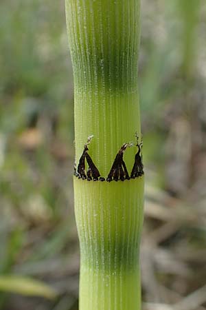 Equisetum hyemale subsp. affine \ Riesen-Winter-Schachtelhalm, D Hagen 14.6.2019