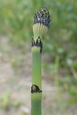 Equisetum hyemale subsp. affine \ Riesen-Winter-Schachtelhalm, D Hagen 14.6.2019