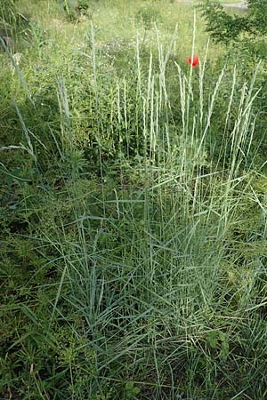 Elymus hispidus \ Graugr�ne Quecke / Intermediate Wheatgrass, D Gri&szlig;heim 18.6.2019