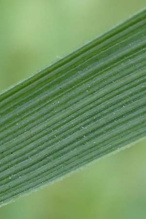 Elymus hispidus \ Graugr�ne Quecke / Intermediate Wheatgrass, D Gri&szlig;heim 18.6.2019