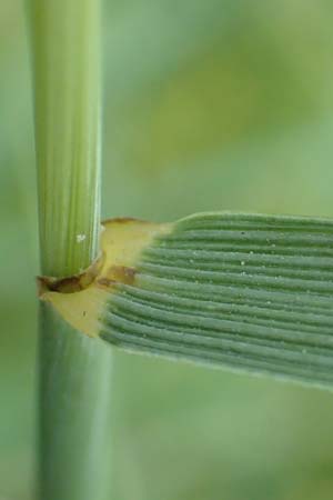 Elymus hispidus \ Graugr�ne Quecke / Intermediate Wheatgrass, D Gri&szlig;heim 18.6.2019