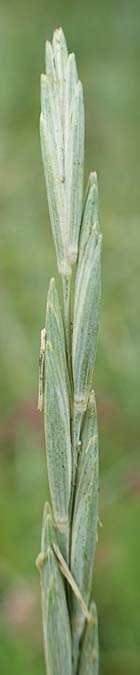Elymus hispidus \ Graugr�ne Quecke / Intermediate Wheatgrass, D Istein 16.7.2019