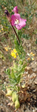 Epilobium hirsutum \ Zottiges Weidenr�schen / Great Willowherb, D Essen 27.7.2019
