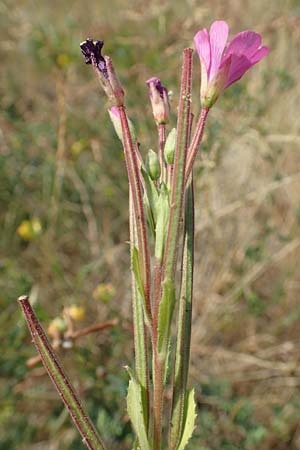 Epilobium hirsutum \ Zottiges Weidenr�schen / Great Willowherb, D Essen 27.7.2019