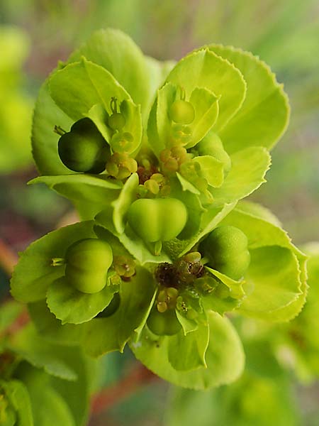 Euphorbia helioscopia \ Sonnwend-Wolfsmilch, Sonnen-Wolfsmilch / Sun Spurge, D Gr&uuml;nstadt-Asselheim 1.5.2021