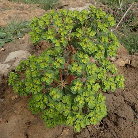 Euphorbia helioscopia \ Sonnwend-Wolfsmilch, Sonnen-Wolfsmilch / Sun Spurge, D Freinsheim 16.3.2022