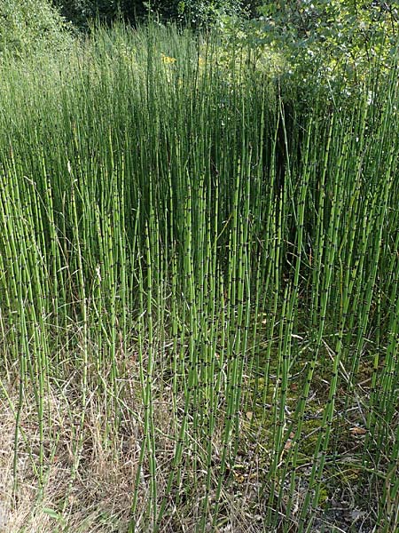 Equisetum hyemale subsp. affine \ Riesen-Winter-Schachtelhalm, D Bochum 21.8.2022