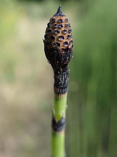 Equisetum hyemale subsp. affine \ Riesen-Winter-Schachtelhalm, D Bochum 21.8.2022