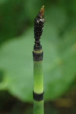 Equisetum hyemale \ Winter-Schachtelhalm / Rough Horsetail, Dutch Rush, D Alt-Dettenheim 25.7.2025