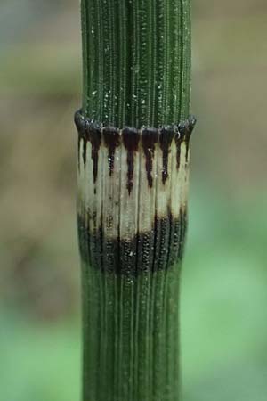 Equisetum hyemale \ Winter-Schachtelhalm / Rough Horsetail, Dutch Rush, D Alt-Dettenheim 25.7.2025