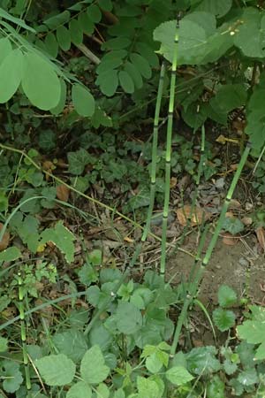 Equisetum hyemale \ Winter-Schachtelhalm / Rough Horsetail, Dutch Rush, D Alt-Dettenheim 25.7.2025