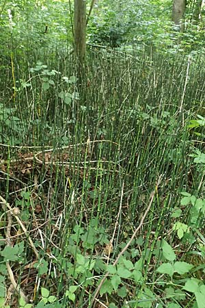 Equisetum hyemale \ Winter-Schachtelhalm / Rough Horsetail, Dutch Rush, D Alt-Dettenheim 25.7.2025